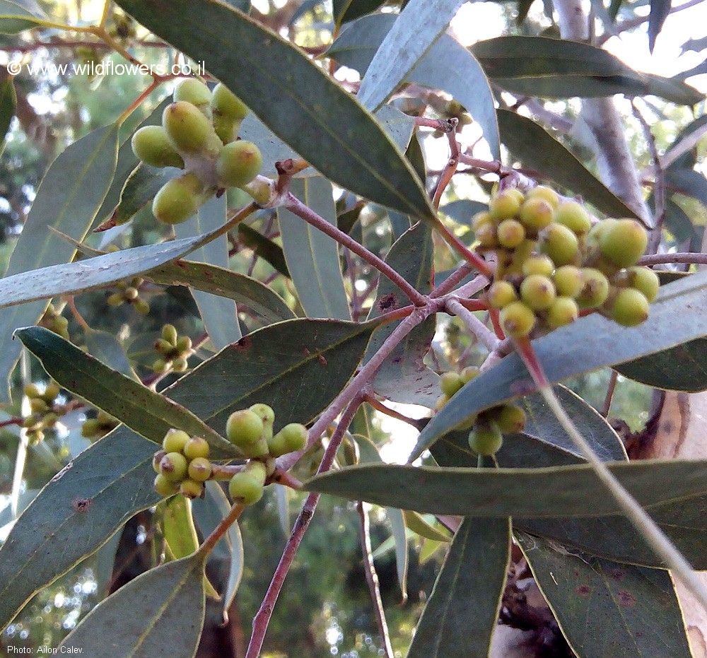 Eucalyptus stricklandii